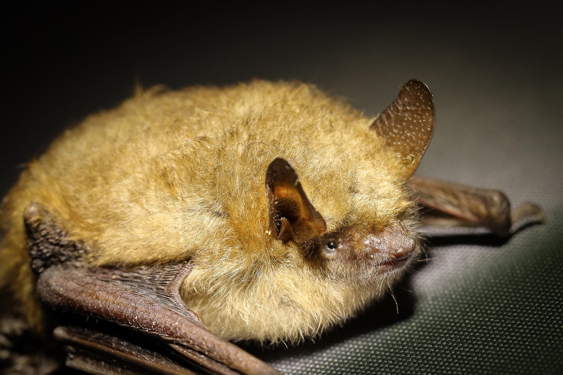 Gîtes à chauves-souris