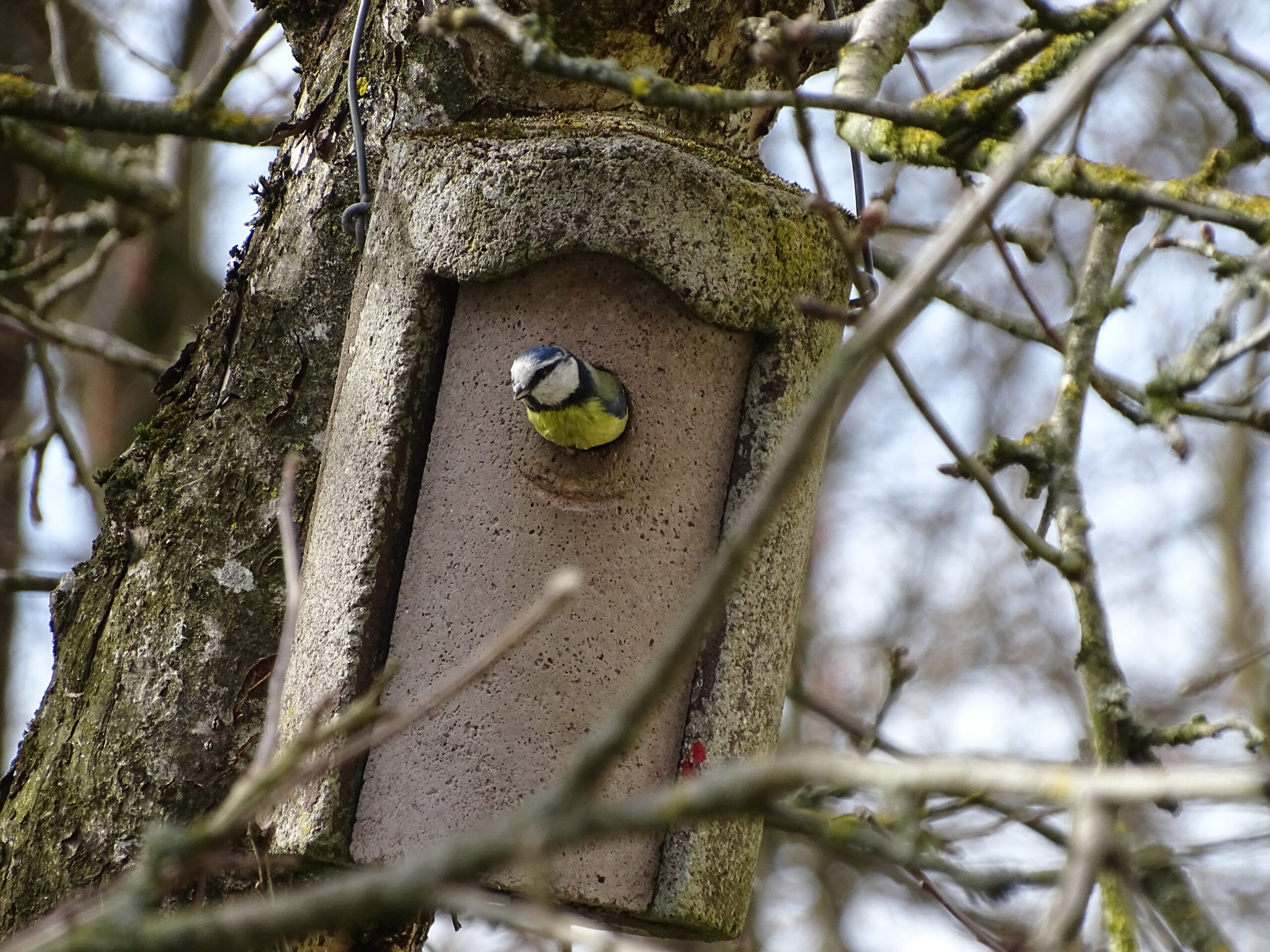 Nichoirs à oiseaux cavernicoles